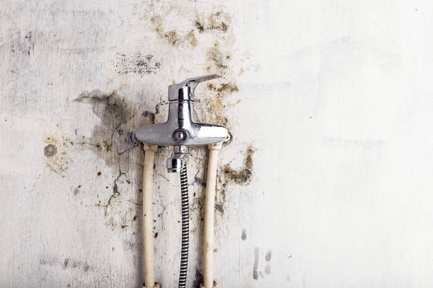 Best Toxic Mold Removal  in Centre Grove, NJ