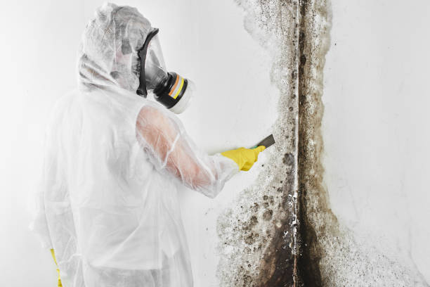 Best Professional Mold Removal  in Centre Grove, NJ