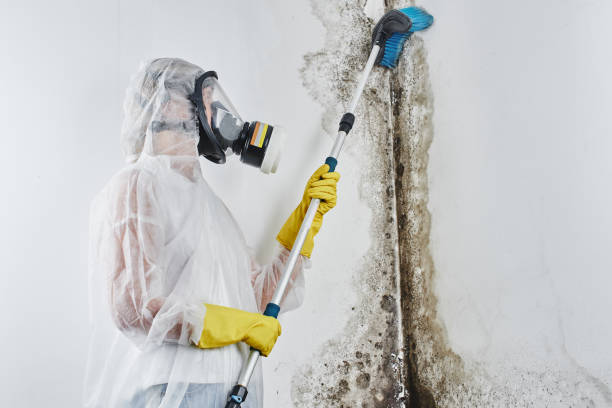 Best Toxic Mold Removal  in Centre Grove, NJ