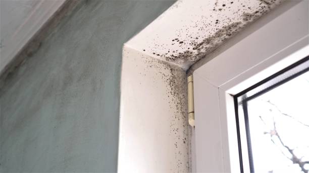 Mold Testing and Removal in Centre Grove, NJ