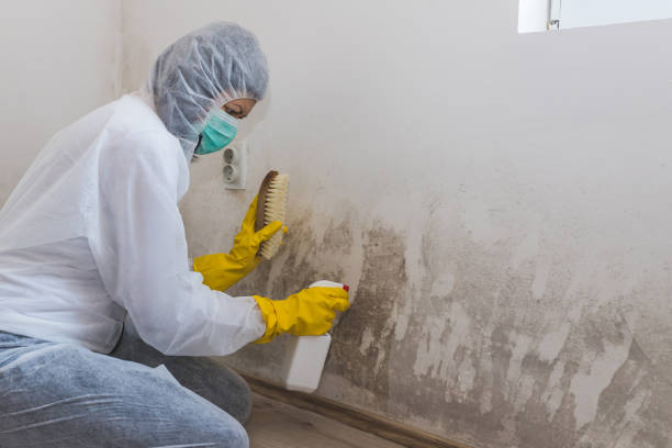 Mold Removal and Inspection in Centre Grove, NJ