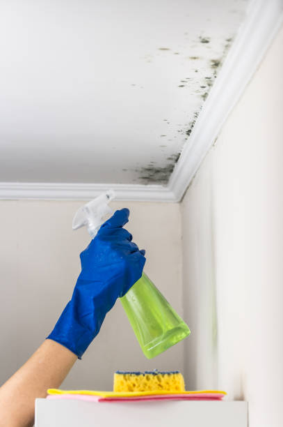 Best Mold Damage Repair  in Centre Grove, NJ